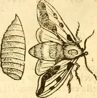 Picture 129 of 184 from Insectorum sive minimorum animalium theatrum: olim ab Edoardo Wottono, Conrado Gesnero, Thomaque Pennio inchoatum: tandem Tho. Movfeti Londinâtis operâ sumptibusq; maximis concinnatum, auctum, perfectum: et ad vivum expressis iconibus suprà quingentis illustratum (1634), leaf 209
