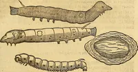 An illustration from Insectorum sive minimorum animalium theatrum: olim ab Edoardo Wottono, Conrado Gesnero, Thomaque Pennio inchoatum: tandem Tho. Movfeti Londinâtis operâ sumptibusq; maximis concinnatum, auctum, perfectum: et ad vivum expressis iconibus suprà quingentis illustratum (1634)