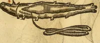 An illustration from Insectorum sive minimorum animalium theatrum: olim ab Edoardo Wottono, Conrado Gesnero, Thomaque Pennio inchoatum: tandem Tho. Movfeti Londinâtis operâ sumptibusq; maximis concinnatum, auctum, perfectum: et ad vivum expressis iconibus suprà quingentis illustratum (1634)