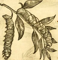 An illustration from Insectorum sive minimorum animalium theatrum: olim ab Edoardo Wottono, Conrado Gesnero, Thomaque Pennio inchoatum: tandem Tho. Movfeti Londinâtis operâ sumptibusq; maximis concinnatum, auctum, perfectum: et ad vivum expressis iconibus suprà quingentis illustratum (1634)