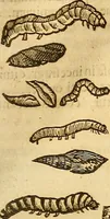 Picture 135 of 184 from Insectorum sive minimorum animalium theatrum: olim ab Edoardo Wottono, Conrado Gesnero, Thomaque Pennio inchoatum: tandem Tho. Movfeti Londinâtis operâ sumptibusq; maximis concinnatum, auctum, perfectum: et ad vivum expressis iconibus suprà quingentis illustratum (1634), leaf 212