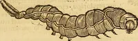 An illustration from Insectorum sive minimorum animalium theatrum: olim ab Edoardo Wottono, Conrado Gesnero, Thomaque Pennio inchoatum: tandem Tho. Movfeti Londinâtis operâ sumptibusq; maximis concinnatum, auctum, perfectum: et ad vivum expressis iconibus suprà quingentis illustratum (1634)