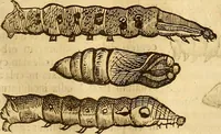 An illustration from Insectorum sive minimorum animalium theatrum: olim ab Edoardo Wottono, Conrado Gesnero, Thomaque Pennio inchoatum: tandem Tho. Movfeti Londinâtis operâ sumptibusq; maximis concinnatum, auctum, perfectum: et ad vivum expressis iconibus suprà quingentis illustratum (1634)