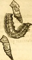 Picture 138 of 184 from Insectorum sive minimorum animalium theatrum: olim ab Edoardo Wottono, Conrado Gesnero, Thomaque Pennio inchoatum: tandem Tho. Movfeti Londinâtis operâ sumptibusq; maximis concinnatum, auctum, perfectum: et ad vivum expressis iconibus suprà quingentis illustratum (1634), leaf 213