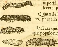 An illustration from Insectorum sive minimorum animalium theatrum: olim ab Edoardo Wottono, Conrado Gesnero, Thomaque Pennio inchoatum: tandem Tho. Movfeti Londinâtis operâ sumptibusq; maximis concinnatum, auctum, perfectum: et ad vivum expressis iconibus suprà quingentis illustratum (1634)