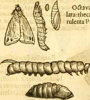 An illustration from Insectorum sive minimorum animalium theatrum: olim ab Edoardo Wottono, Conrado Gesnero, Thomaque Pennio inchoatum: tandem Tho. Movfeti Londinâtis operâ sumptibusq; maximis concinnatum, auctum, perfectum: et ad vivum expressis iconibus suprà quingentis illustratum (1634)