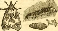 An illustration from Insectorum sive minimorum animalium theatrum: olim ab Edoardo Wottono, Conrado Gesnero, Thomaque Pennio inchoatum: tandem Tho. Movfeti Londinâtis operâ sumptibusq; maximis concinnatum, auctum, perfectum: et ad vivum expressis iconibus suprà quingentis illustratum (1634)