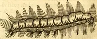 An illustration from Insectorum sive minimorum animalium theatrum: olim ab Edoardo Wottono, Conrado Gesnero, Thomaque Pennio inchoatum: tandem Tho. Movfeti Londinâtis operâ sumptibusq; maximis concinnatum, auctum, perfectum: et ad vivum expressis iconibus suprà quingentis illustratum (1634)