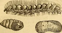 Picture 145 of 184 from Insectorum sive minimorum animalium theatrum: olim ab Edoardo Wottono, Conrado Gesnero, Thomaque Pennio inchoatum: tandem Tho. Movfeti Londinâtis operâ sumptibusq; maximis concinnatum, auctum, perfectum: et ad vivum expressis iconibus suprà quingentis illustratum (1634), leaf 216