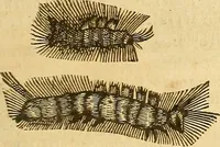 Picture 146 of 184 from Insectorum sive minimorum animalium theatrum: olim ab Edoardo Wottono, Conrado Gesnero, Thomaque Pennio inchoatum: tandem Tho. Movfeti Londinâtis operâ sumptibusq; maximis concinnatum, auctum, perfectum: et ad vivum expressis iconibus suprà quingentis illustratum (1634), leaf 216