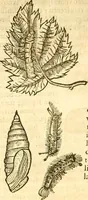 An illustration from Insectorum sive minimorum animalium theatrum: olim ab Edoardo Wottono, Conrado Gesnero, Thomaque Pennio inchoatum: tandem Tho. Movfeti Londinâtis operâ sumptibusq; maximis concinnatum, auctum, perfectum: et ad vivum expressis iconibus suprà quingentis illustratum (1634)
