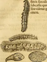 An illustration from Insectorum sive minimorum animalium theatrum: olim ab Edoardo Wottono, Conrado Gesnero, Thomaque Pennio inchoatum: tandem Tho. Movfeti Londinâtis operâ sumptibusq; maximis concinnatum, auctum, perfectum: et ad vivum expressis iconibus suprà quingentis illustratum (1634)