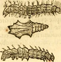 An illustration from Insectorum sive minimorum animalium theatrum: olim ab Edoardo Wottono, Conrado Gesnero, Thomaque Pennio inchoatum: tandem Tho. Movfeti Londinâtis operâ sumptibusq; maximis concinnatum, auctum, perfectum: et ad vivum expressis iconibus suprà quingentis illustratum (1634)