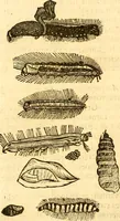 An illustration from Insectorum sive minimorum animalium theatrum: olim ab Edoardo Wottono, Conrado Gesnero, Thomaque Pennio inchoatum: tandem Tho. Movfeti Londinâtis operâ sumptibusq; maximis concinnatum, auctum, perfectum: et ad vivum expressis iconibus suprà quingentis illustratum (1634)