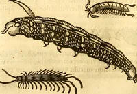 An illustration from Insectorum sive minimorum animalium theatrum: olim ab Edoardo Wottono, Conrado Gesnero, Thomaque Pennio inchoatum: tandem Tho. Movfeti Londinâtis operâ sumptibusq; maximis concinnatum, auctum, perfectum: et ad vivum expressis iconibus suprà quingentis illustratum (1634)