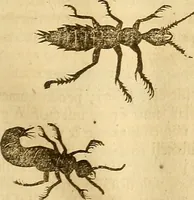 Picture 153 of 184 from Insectorum sive minimorum animalium theatrum: olim ab Edoardo Wottono, Conrado Gesnero, Thomaque Pennio inchoatum: tandem Tho. Movfeti Londinâtis operâ sumptibusq; maximis concinnatum, auctum, perfectum: et ad vivum expressis iconibus suprà quingentis illustratum (1634), leaf 226