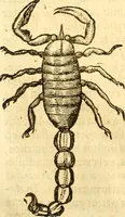 An illustration from Insectorum sive minimorum animalium theatrum: olim ab Edoardo Wottono, Conrado Gesnero, Thomaque Pennio inchoatum: tandem Tho. Movfeti Londinâtis operâ sumptibusq; maximis concinnatum, auctum, perfectum: et ad vivum expressis iconibus suprà quingentis illustratum (1634)