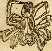 An illustration from Insectorum sive minimorum animalium theatrum: olim ab Edoardo Wottono, Conrado Gesnero, Thomaque Pennio inchoatum: tandem Tho. Movfeti Londinâtis operâ sumptibusq; maximis concinnatum, auctum, perfectum: et ad vivum expressis iconibus suprà quingentis illustratum (1634)
