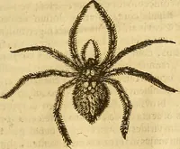 An illustration from Insectorum sive minimorum animalium theatrum: olim ab Edoardo Wottono, Conrado Gesnero, Thomaque Pennio inchoatum: tandem Tho. Movfeti Londinâtis operâ sumptibusq; maximis concinnatum, auctum, perfectum: et ad vivum expressis iconibus suprà quingentis illustratum (1634)