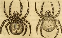Picture 160 of 184 from Insectorum sive minimorum animalium theatrum: olim ab Edoardo Wottono, Conrado Gesnero, Thomaque Pennio inchoatum: tandem Tho. Movfeti Londinâtis operâ sumptibusq; maximis concinnatum, auctum, perfectum: et ad vivum expressis iconibus suprà quingentis illustratum (1634), leaf 262