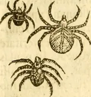 Picture 161 of 184 from Insectorum sive minimorum animalium theatrum: olim ab Edoardo Wottono, Conrado Gesnero, Thomaque Pennio inchoatum: tandem Tho. Movfeti Londinâtis operâ sumptibusq; maximis concinnatum, auctum, perfectum: et ad vivum expressis iconibus suprà quingentis illustratum (1634), leaf 263