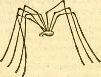 Picture 162 of 184 from Insectorum sive minimorum animalium theatrum: olim ab Edoardo Wottono, Conrado Gesnero, Thomaque Pennio inchoatum: tandem Tho. Movfeti Londinâtis operâ sumptibusq; maximis concinnatum, auctum, perfectum: et ad vivum expressis iconibus suprà quingentis illustratum (1634), leaf 263
