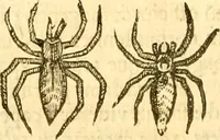 Picture 163 of 184 from Insectorum sive minimorum animalium theatrum: olim ab Edoardo Wottono, Conrado Gesnero, Thomaque Pennio inchoatum: tandem Tho. Movfeti Londinâtis operâ sumptibusq; maximis concinnatum, auctum, perfectum: et ad vivum expressis iconibus suprà quingentis illustratum (1634), leaf 263