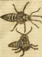 An illustration from Insectorum sive minimorum animalium theatrum: olim ab Edoardo Wottono, Conrado Gesnero, Thomaque Pennio inchoatum: tandem Tho. Movfeti Londinâtis operâ sumptibusq; maximis concinnatum, auctum, perfectum: et ad vivum expressis iconibus suprà quingentis illustratum (1634)