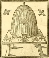 An illustration from Insectorum sive minimorum animalium theatrum: olim ab Edoardo Wottono, Conrado Gesnero, Thomaque Pennio inchoatum: tandem Tho. Movfeti Londinâtis operâ sumptibusq; maximis concinnatum, auctum, perfectum: et ad vivum expressis iconibus suprà quingentis illustratum (1634)