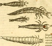 An illustration from Insectorum sive minimorum animalium theatrum: olim ab Edoardo Wottono, Conrado Gesnero, Thomaque Pennio inchoatum: tandem Tho. Movfeti Londinâtis operâ sumptibusq; maximis concinnatum, auctum, perfectum: et ad vivum expressis iconibus suprà quingentis illustratum (1634)