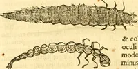 Picture 166 of 184 from Insectorum sive minimorum animalium theatrum: olim ab Edoardo Wottono, Conrado Gesnero, Thomaque Pennio inchoatum: tandem Tho. Movfeti Londinâtis operâ sumptibusq; maximis concinnatum, auctum, perfectum: et ad vivum expressis iconibus suprà quingentis illustratum (1634), leaf 339