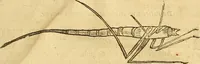 An illustration from Insectorum sive minimorum animalium theatrum: olim ab Edoardo Wottono, Conrado Gesnero, Thomaque Pennio inchoatum: tandem Tho. Movfeti Londinâtis operâ sumptibusq; maximis concinnatum, auctum, perfectum: et ad vivum expressis iconibus suprà quingentis illustratum (1634)