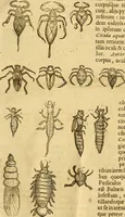 An illustration from Insectorum sive minimorum animalium theatrum: olim ab Edoardo Wottono, Conrado Gesnero, Thomaque Pennio inchoatum: tandem Tho. Movfeti Londinâtis operâ sumptibusq; maximis concinnatum, auctum, perfectum: et ad vivum expressis iconibus suprà quingentis illustratum (1634)
