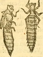 An illustration from Insectorum sive minimorum animalium theatrum: olim ab Edoardo Wottono, Conrado Gesnero, Thomaque Pennio inchoatum: tandem Tho. Movfeti Londinâtis operâ sumptibusq; maximis concinnatum, auctum, perfectum: et ad vivum expressis iconibus suprà quingentis illustratum (1634)