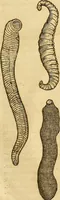 An illustration from Insectorum sive minimorum animalium theatrum: olim ab Edoardo Wottono, Conrado Gesnero, Thomaque Pennio inchoatum: tandem Tho. Movfeti Londinâtis operâ sumptibusq; maximis concinnatum, auctum, perfectum: et ad vivum expressis iconibus suprà quingentis illustratum (1634)