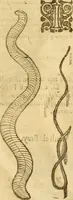 An illustration from Insectorum sive minimorum animalium theatrum: olim ab Edoardo Wottono, Conrado Gesnero, Thomaque Pennio inchoatum: tandem Tho. Movfeti Londinâtis operâ sumptibusq; maximis concinnatum, auctum, perfectum: et ad vivum expressis iconibus suprà quingentis illustratum (1634)