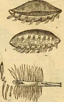 An illustration from Insectorum sive minimorum animalium theatrum: olim ab Edoardo Wottono, Conrado Gesnero, Thomaque Pennio inchoatum: tandem Tho. Movfeti Londinâtis operâ sumptibusq; maximis concinnatum, auctum, perfectum: et ad vivum expressis iconibus suprà quingentis illustratum (1634)