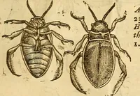 An illustration from Insectorum sive minimorum animalium theatrum: olim ab Edoardo Wottono, Conrado Gesnero, Thomaque Pennio inchoatum: tandem Tho. Movfeti Londinâtis operâ sumptibusq; maximis concinnatum, auctum, perfectum: et ad vivum expressis iconibus suprà quingentis illustratum (1634)