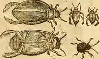 Picture 175 of 184 from Insectorum sive minimorum animalium theatrum: olim ab Edoardo Wottono, Conrado Gesnero, Thomaque Pennio inchoatum: tandem Tho. Movfeti Londinâtis operâ sumptibusq; maximis concinnatum, auctum, perfectum: et ad vivum expressis iconibus suprà quingentis illustratum (1634), leaf 346