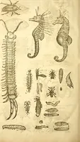 An illustration from Insectorum sive minimorum animalium theatrum: olim ab Edoardo Wottono, Conrado Gesnero, Thomaque Pennio inchoatum: tandem Tho. Movfeti Londinâtis operâ sumptibusq; maximis concinnatum, auctum, perfectum: et ad vivum expressis iconibus suprà quingentis illustratum (1634)