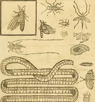 An illustration from Insectorum sive minimorum animalium theatrum: olim ab Edoardo Wottono, Conrado Gesnero, Thomaque Pennio inchoatum: tandem Tho. Movfeti Londinâtis operâ sumptibusq; maximis concinnatum, auctum, perfectum: et ad vivum expressis iconibus suprà quingentis illustratum (1634)