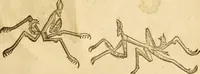 Picture 179 of 184 from Insectorum sive minimorum animalium theatrum: olim ab Edoardo Wottono, Conrado Gesnero, Thomaque Pennio inchoatum: tandem Tho. Movfeti Londinâtis operâ sumptibusq; maximis concinnatum, auctum, perfectum: et ad vivum expressis iconibus suprà quingentis illustratum (1634), leaf 348