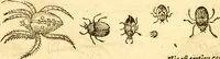 An illustration from Insectorum sive minimorum animalium theatrum: olim ab Edoardo Wottono, Conrado Gesnero, Thomaque Pennio inchoatum: tandem Tho. Movfeti Londinâtis operâ sumptibusq; maximis concinnatum, auctum, perfectum: et ad vivum expressis iconibus suprà quingentis illustratum (1634)