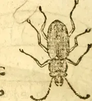 Picture 182 of 184 from Insectorum sive minimorum animalium theatrum: olim ab Edoardo Wottono, Conrado Gesnero, Thomaque Pennio inchoatum: tandem Tho. Movfeti Londinâtis operâ sumptibusq; maximis concinnatum, auctum, perfectum: et ad vivum expressis iconibus suprà quingentis illustratum (1634), leaf 349