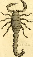 Picture 183 of 184 from Insectorum sive minimorum animalium theatrum: olim ab Edoardo Wottono, Conrado Gesnero, Thomaque Pennio inchoatum: tandem Tho. Movfeti Londinâtis operâ sumptibusq; maximis concinnatum, auctum, perfectum: et ad vivum expressis iconibus suprà quingentis illustratum (1634), leaf 349