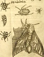 An illustration from Insectorum sive minimorum animalium theatrum: olim ab Edoardo Wottono, Conrado Gesnero, Thomaque Pennio inchoatum: tandem Tho. Movfeti Londinâtis operâ sumptibusq; maximis concinnatum, auctum, perfectum: et ad vivum expressis iconibus suprà quingentis illustratum (1634)