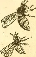 Picture 10 of 184 from Insectorum sive minimorum animalium theatrum: olim ab Edoardo Wottono, Conrado Gesnero, Thomaque Pennio inchoatum: tandem Tho. Movfeti Londinâtis operâ sumptibusq; maximis concinnatum, auctum, perfectum: et ad vivum expressis iconibus suprà quingentis illustratum (1634), leaf 71