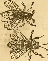 Picture 11 of 184 from Insectorum sive minimorum animalium theatrum: olim ab Edoardo Wottono, Conrado Gesnero, Thomaque Pennio inchoatum: tandem Tho. Movfeti Londinâtis operâ sumptibusq; maximis concinnatum, auctum, perfectum: et ad vivum expressis iconibus suprà quingentis illustratum (1634), leaf 74