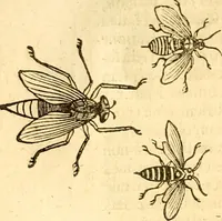 An illustration from Insectorum sive minimorum animalium theatrum: olim ab Edoardo Wottono, Conrado Gesnero, Thomaque Pennio inchoatum: tandem Tho. Movfeti Londinâtis operâ sumptibusq; maximis concinnatum, auctum, perfectum: et ad vivum expressis iconibus suprà quingentis illustratum (1634)