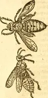 Picture 13 of 184 from Insectorum sive minimorum animalium theatrum: olim ab Edoardo Wottono, Conrado Gesnero, Thomaque Pennio inchoatum: tandem Tho. Movfeti Londinâtis operâ sumptibusq; maximis concinnatum, auctum, perfectum: et ad vivum expressis iconibus suprà quingentis illustratum (1634), leaf 79